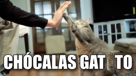 chocalas-gatito-image